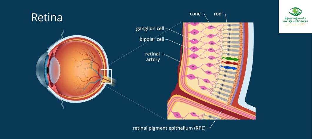 Cơ chế tác dụng của laser quang đông